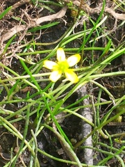 Ranunculus flammula filiformis