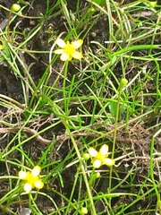 Ranunculus flammula filiformis