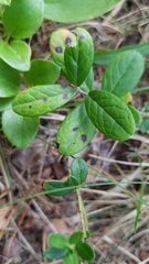 Mycosphaerella stemmatea