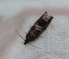 Lobesia abscisana