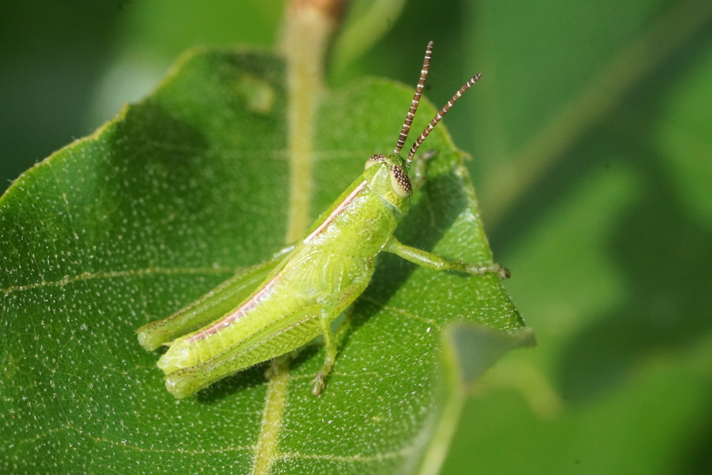 Snakeweed Grasshopper