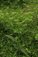 Habenaria commelinifolia