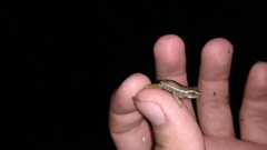 Dendropsophus padreluna