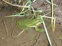 Dendropsophus molitor