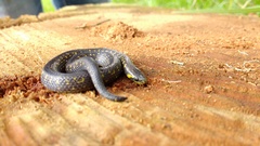 Atractus crassicaudatus