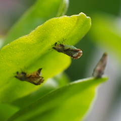 Diaphorina citri