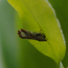 Diaphorina citri