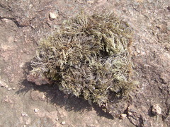Selaginella corallina