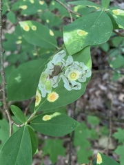 Leucanthiza dircella