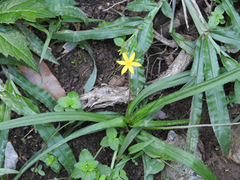 Angiospermae