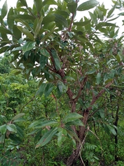 Terminalia avicennioides