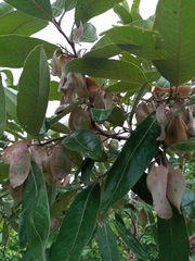 Terminalia avicennioides