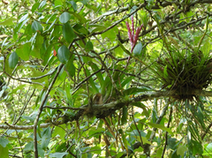 Angiospermae