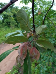 Terminalia avicennioides