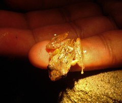 Pristimantis urichi