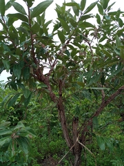 Terminalia avicennioides