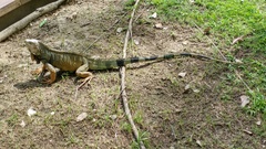 Iguana iguana