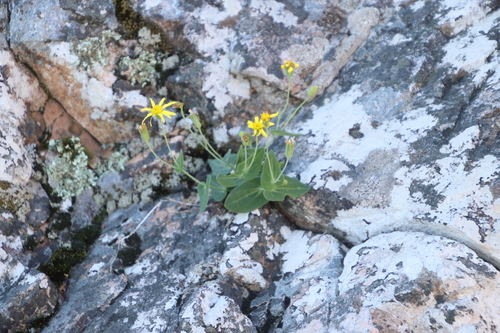 Image of Othonna perfoliata by (c) Tony Rebelo, some rights reserved (CC BY-SA)