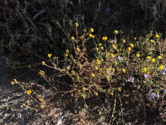Anacyclus radiatus