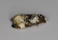 Phalonidia memoranda