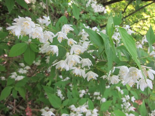slender pride of Rochester (Deutzia gracilis)