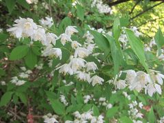 Deutzia gracilis