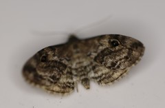 Melanomma auricinctaria