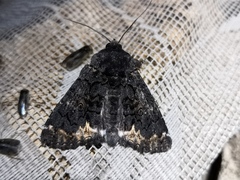 Catephia alchymista