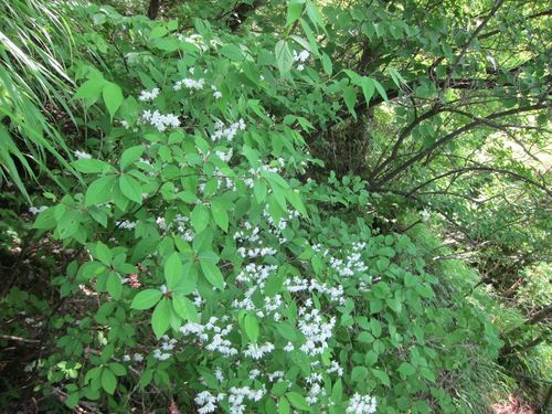 Deutzia gracilis