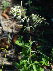 Silene nemoralis