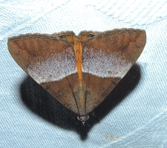 Oxyodes tricolor