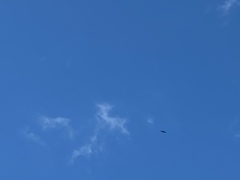 Ictinia mississippiensis