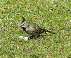 Gubernatrix cristata