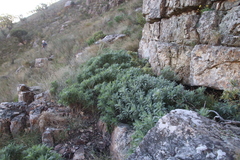 Euryops pectinatus pectinatus