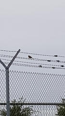 Emberiza citrinella