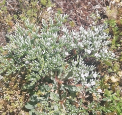 Goniolimon italicum