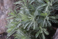Euryops pectinatus pectinatus
