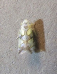 Protalebrella conica