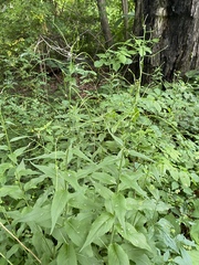 Saponaria officinalis