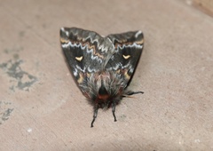 Ormiscodes schmidtnielseni