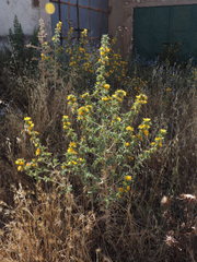 Scolymus hispanicus occidentalis