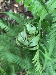 Herpetogramma sphingealis