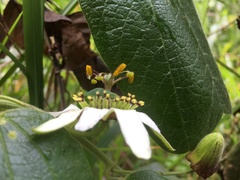 Passiflora bogotensis