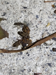 Elasmolomus squalidus