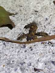 Elasmolomus squalidus