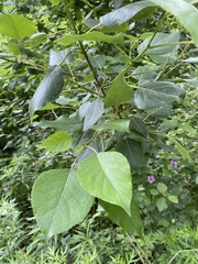 Populus balsamifera balsamifera