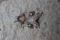 Ormiscodes schmidtnielseni