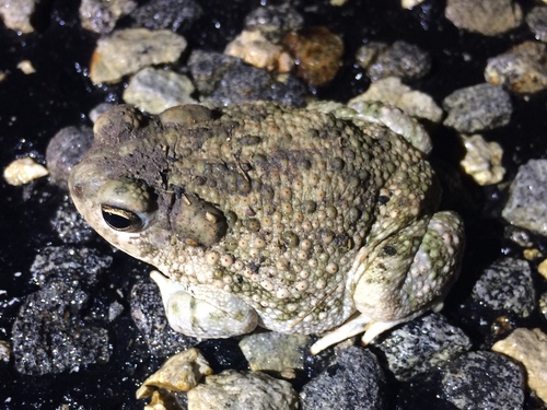 Texas Toad