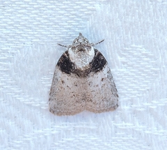 Garella vallata