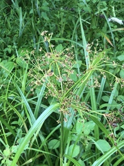 Scirpus georgianus
